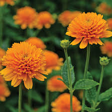 Image result for Aspilia helianthoides