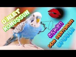 Askim Seni Seviyorum Opucuk Diyen Muhabbet Kusu Dinletkonussun Chico Speaking Budgerigar Youtube 2020 Muhabbet Kuslari Kusu Seni Seviyorum