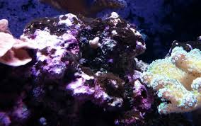 Black Furry Algae In Fish Tank Black Algae On Live Rock Biological Filtration Nano Reef Community