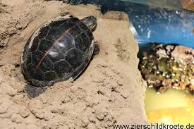 Die schildkrötenhaltung innerhalb der wohnung in einem terrarium bringt jedoch trotzdem einige probleme mit sich, die man berücksichtigen sollte. Die Haufigsten Fehler Bei Der Wasserschildkrotenhaltung