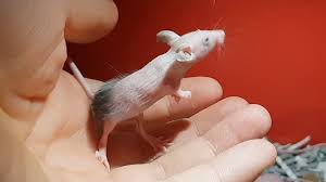 Tips if you have mice in your apartment walls. 25 Days Of Baby Mice Youtube