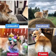 Dolly Parton Challenge Corgi Dog Meme V 2020 G Velsh Korgi Memy S Sobakami Sobaki