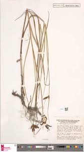 Image result for Rytigynia kiwuensis