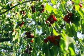 متن جایگزین