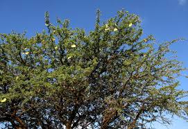 Image result for Acacia erioloba