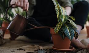 We did not find results for: Des Solutions Pour Arroser Ses Plantes En Etant Absent E Radio One Fm