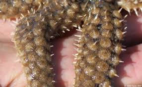 Image result for Xyris peteri