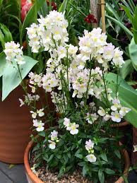 Image result for Nemesia