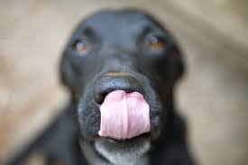 We carry all of the major brands including many all natural brands. Kristi S All Natural Pet Food