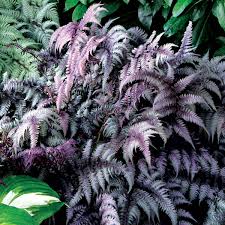 Image result for Athyrium
