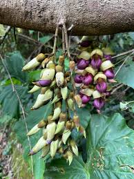 Image result for Mucuna glabrialata