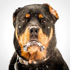 Magglio Ordonez Snow Rott Dog Rottweiler Kopek