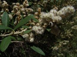 Image result for Tarchonanthus camphoratus