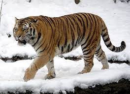 Siberian tiger - Wikipedia