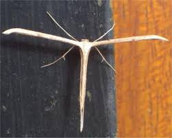 Insecte ce se dezvoltă prin metamorfoză completă: En Forme De T Le Monde Des Insectes