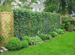 Schone Sichtschutz Pflanzen In 2020 Sichtschutz Pflanzen Pflanzen Schattengarten