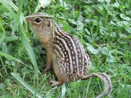 Its home range is small and it forages only a short distance from its nest site. I Love The Markings On This Little Guy The Thirteen Lined Ground Squirrel Also Known As The Striped Gopher Leopard Grou Ground Squirrel Squirrel Prairie Dog