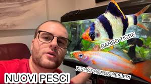 HO COMPRATO 2 XHIPHOPHORUS HELLERI & 2 BARBO TIGRE