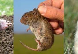 How To Get Rid Of Rats Fast Getting Rid Of Rats Getting Rid Of Gophers Rat Infestation