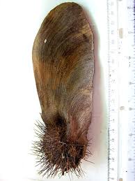 Image result for Centrolobium