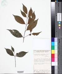 Image result for Crossopetalum mossambicense