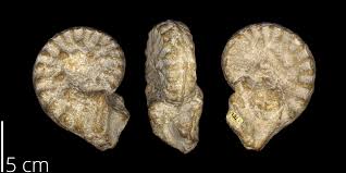 Image result for Pycreus mortonii