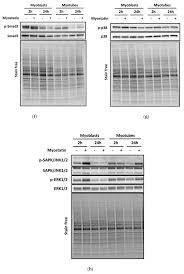 Art cache:87byrsbyhgyj:www infobiografias com/biografia/30046/keanu reeves html como se prepara la semilla de aguacate para abortar remedio cacero para quitar la teta pornodeinfantil mi bebé me tiene pelada el pico de la teta como se curar mi pico de la teta de forma natural testing%\' and 2*3*8=6*8. Biomolecules Free Full Text Differentiation Of Murine C2c12 Myoblasts Strongly Reduces The Effects Of Myostatin On Intracellular Signaling Html