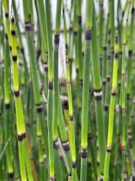 Image result for Hydrothauma manicatum