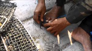 Ada pun kitam nipah, sebagai mana yang diketahui, binatang ini memang boleh hidup juga di luar air tetapi bukanlah dalam jangka masa yang lama. How To Tie Mud Crab Cara Mengikat Ketam Nipah Ketam Bakau By Zulfadli Petai