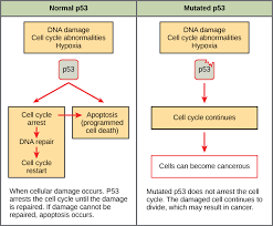 Describe the process ofosmosis and explain the effects of hypertonic, isotonic, and hypotonic conditions on cellsand water shifts in the human body. Cell Cycle Checkpoints Biology For Majors I