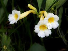 Image result for Hyparrhenia anemopaegma