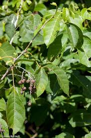 Image result for Allophylus tanzaniensis