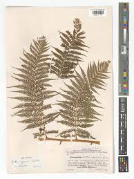 Image result for Cyathea capensis