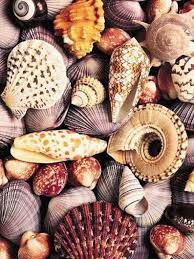 There S Such An Infinite Variety Of Seashells Could Study Them For A Lifetime Sea Shells Shells Shell Beach
