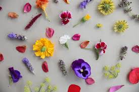 Although many varieties of edible flowers exist, one of the best for new and beginning flower growers are nasturtiums.the nasturtium is fairly fast growing and prolific, and it's also beautiful. Eleanor Ozich S Simple Guide To Edible Flowers Viva
