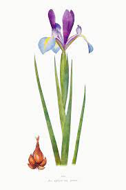 Download Premium Illustration Of Vintage Iris Flower Illustration Template Flower Illustration Iris Flowers Illustration