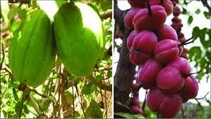 Image result for Alchornea cordifolia