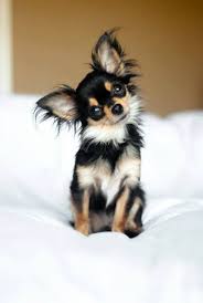 If You Re Looking For A Low Maintenance Dog Take A Look At Our List Of Small Dog Breeds With Short Hair Chihuahua Dogs Dog Breeds Cute Dogs