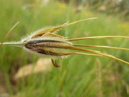 Image result for Loudetia kagerensis