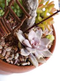 Check spelling or type a new query. Tutorial For A Succulent Fairy Garden The Magic Onions