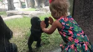1 zoo in north america by usa today and home to 7,000 animals, the fort worth zoo aims to strengthen the bond between humans and the environment. Baby Gorilla Shares Tender Moment With Little Girl At Fort Worth Zoo In Texas Abc News