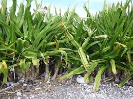 Image result for Crinum stuhlmannii
