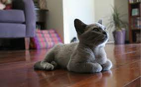 How often do cats need grooming? 2021 Cat Grooming Prices How Much To Shave A Cat Homeguide