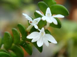 Image result for Angraecum distichum
