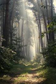 Set as background add to favorite add to folder. 46 Best Forest Background Ideas Forest Beautiful Nature Forest Background