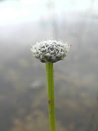 Image result for Eriocaulon
