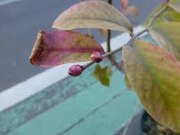Miracle Of The Fishesのブログ 園芸 ウチの植物