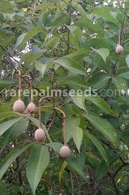 Image result for Crateva