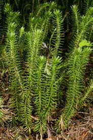 Image result for Huperzia dacrydioides