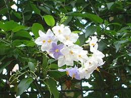 Image result for Solanum laxum